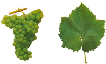 A uva Ribagato Origina vinhos de acidez vivaz e equilibrados, com boa graduação alcoólica, frescos e estruturados.
