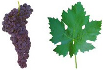 A uva Tinta Roriz da Região Trás-Os-Montes dá origem a vinhos bem estruturados, de aromas intensos, que lembram frutas vermelhas.