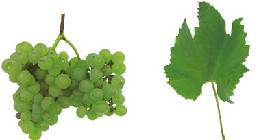 Os vinho elaborador a partir da uva Fernão Pires tendem a ter aromas cítricos de tangerina, lima, limão e laranjeira, além de ervas aromáticas e rosa.