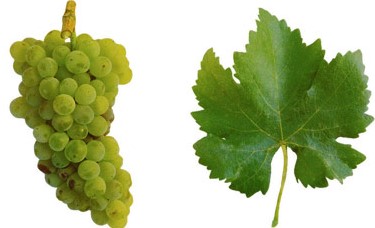 os vinhos originários da uva Síria devem ser consumidos jovens, pois tendem a oxidar rapidamente.