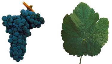 Assim, a variedade Touriga Franca dá origem a vinhos de cores vibrantes, bem estruturados e elegantes com notas de frutos silvestres e florais, como rosa e esteva.