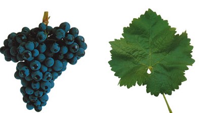 A uva Trincadeira da Região Trás-Os-Montes origina vinhos com aromas vibrantes de framboesa, temperada com ervas, pimenta, especiarias e complexidade floral, com potencial para um bom envelhecimento.