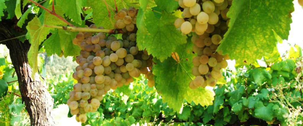 As principais uvas de Vinho Verde são: Alvarinho, Trajadura