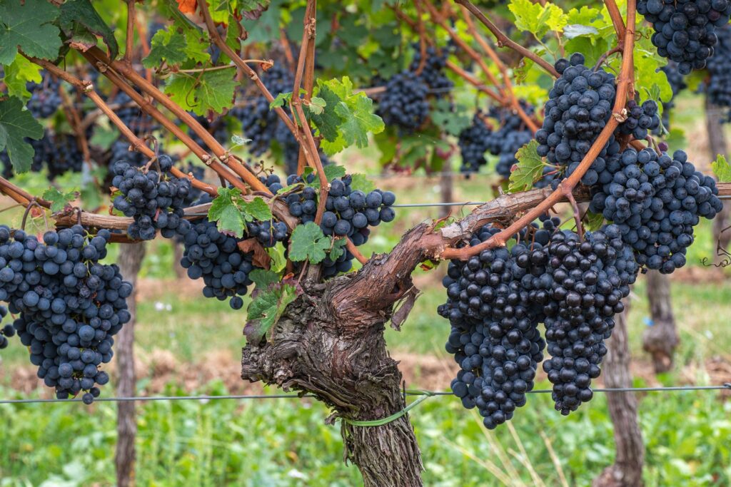 Vinhas velhas da região Trás-Os-Montes geram vinhos bem estruturados, aromas frutados e equilibrados em álcool e acidez