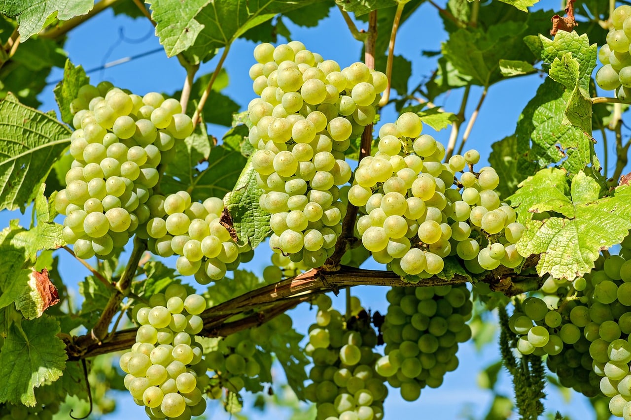 As Uvas Região Trás-os-Montes são nativas e dão origem a vinhos brancos são suaves e com aromas florais. As uvas tintas geram vinhos frutados e levemente adstringentes.